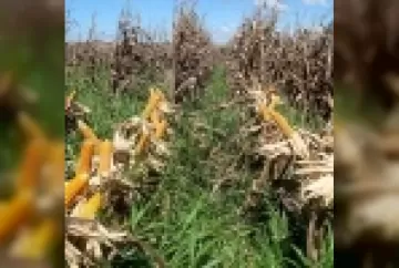 Mapeamento das épocas aptas para o plantio de milho consorciado com braquiária na segunda safra agrícola no Brasil