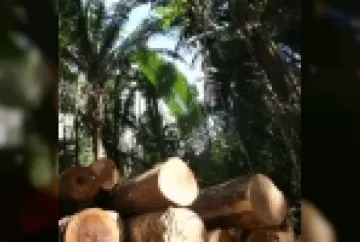 Os destinos da madeira plantada no Brasil