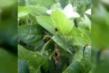 Relação entre susceptibilidade a pragas e doenças e estado nutricional das plantas