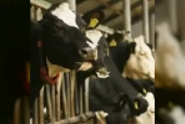 Melhoramento genético como aliado na rentabilidade da produção de leite