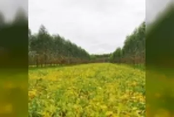 Integração Lavoura-Pecuária-Floresta como alternativa para pecuária na Amazônia
