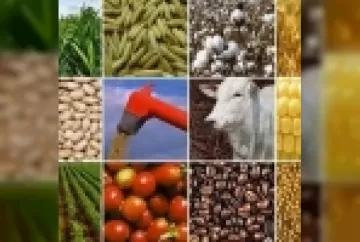 Governança nas empresas rurais impulsiona boas perspectivas para o agronegócio no mercado internacional