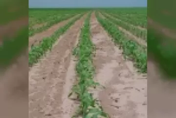 Dinâmica de fertilidade em solos frágeis