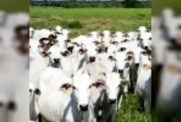Pecuaristas e a ilegal cobrança de ICMS sobre transferências de gado, por Fernando Ribeiro Alves