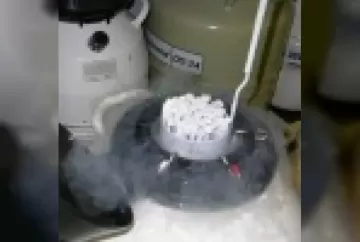 Coleta, industrialização e entrega de sêmen