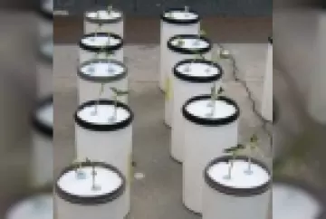 Desafios no manejo nutricional de feijão hidropônico