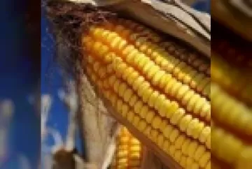 Manejo da adubação nitrogenada no milho