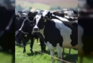 Quais os benefícios ao se resfriar as vacas no pré-parto?