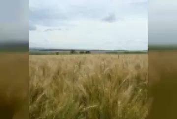 Produzir trigo no Brasil, mais que uma opção, uma necessidade