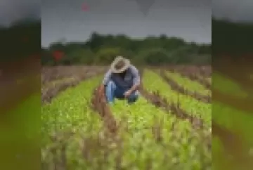 Você e sua empresa/cooperativa podem ter direito a devolução de valores decorrentes do PLANO COLLOR RURAL
