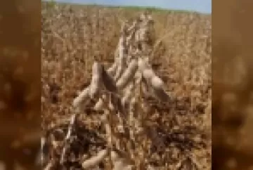 Safra de soja 2020/2021 já começou: é hora de escolher a cultivar