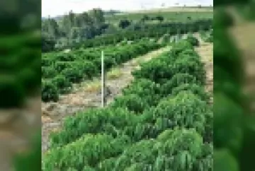 Irrigação com nitrogênio em produção de café conilon