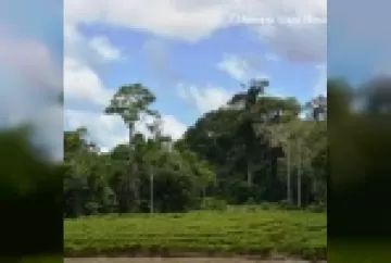 Quem ama florestas, consome cafés sustentáveis