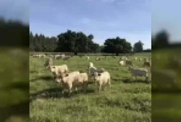 Pastagem: Trunfo do pecuarista brasileiro