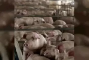 Por trás do crescimento da suinocultura brasileira
