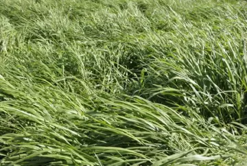 O barato que sai caro: escolha do cultivar forrageiro