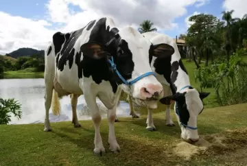 Conversando com as vacas