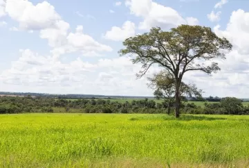 Erros cometidos no manejo da pastagem