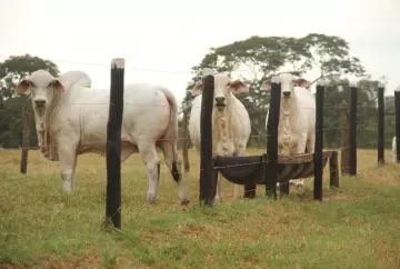 Suplementação com ácidos graxos essenciais para otimizar o sistema de cria