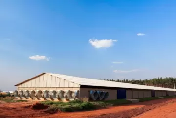Automação e benefícios dos processos produtivos em granjas de matrizes de frango de corte