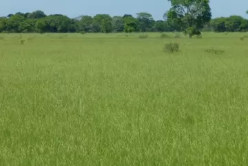 Pantanal: por que formar pastagens e a que custo?