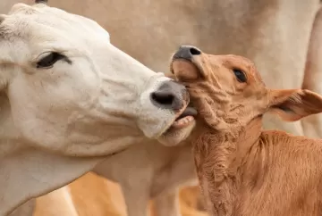 Vacinas recomendadas para o período de cria de bovinos e protocolos de sanidade reprodutiva