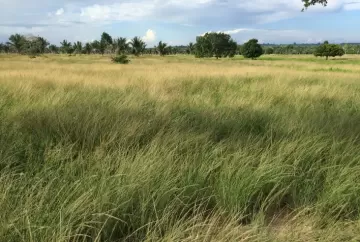 O pesadelo das gramíneas invasoras das pastagens