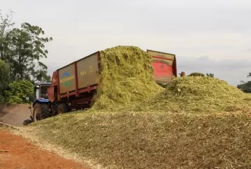 A utilização de inoculantes em silagem e seus resultados na pecuária de corte e leite
