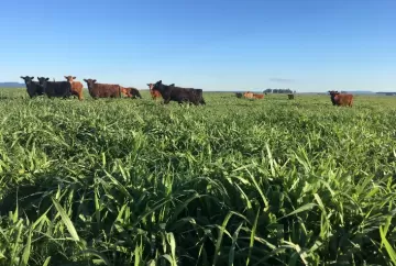 Programa de controle de plantas daninhas nas pastagens