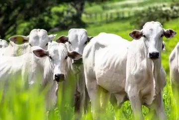 Rastreabilidade e sustentabilidade