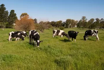 A contribuição dos sistemas de produção de leite em pasto