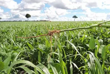 Efeitos das plantas daninhas sobre os hábitos de pastejo