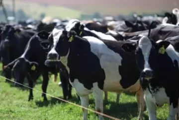 Estresse térmico em vacas leiteiras: um mal que se sente na pele
