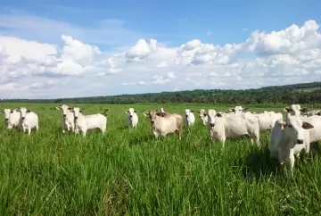 Dicas para alcançar melhor produtividade no manejo de pastagens tropicais