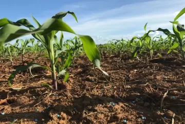 Como evitar as perdas de produtividade no inverno?