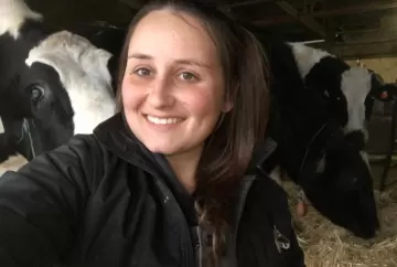 Como o estresse de manejo pode afetar as vacas no período de transição?