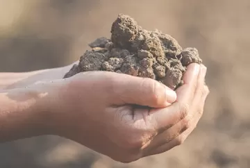 Biofertilizante: alternativa para uma agricultura sustentável