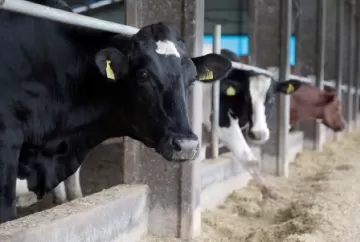 Nutrição para aumentar a gordura e proteína do leite das vacas