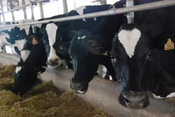 Carta Leite - Altas no custo de produção não têm dado trégua ao produtor de leite