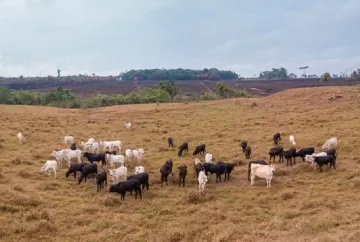 Quando parece que tem pouco pasto, o que podemos fazer?