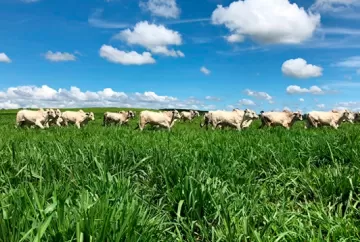 Avanços tecnológicos na produção de bovinos de corte em pasto