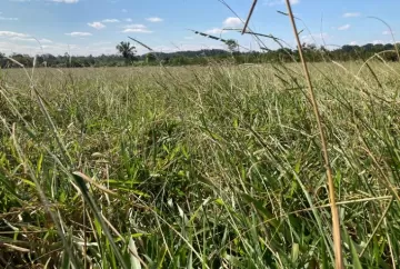 MEIO AMBIENTE: Devastação ambiental continua alarmante, mas a boa notícia é que a pecuária tem a solução