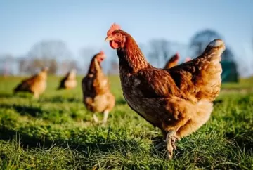 Nutrição com sabor e qualidade ajuda garantir bem-estar animal