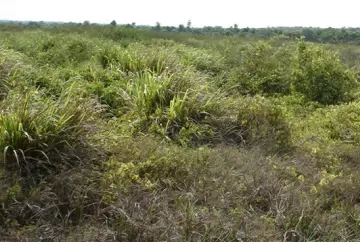 Tratamentos foliares em pragas duras e as expectativas de controle