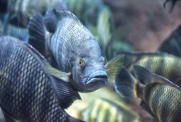 O frio intenso atinge os peixes?