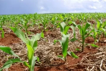 Entenda como o excesso de cloro pode prejudicar as raízes das plantas