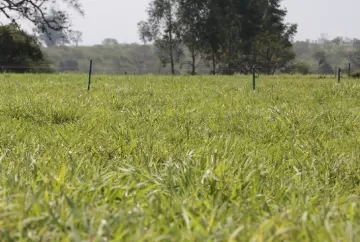 Por que elaborar o planejamento forrageiro para sua propriedade?