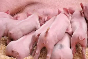 O desafio de consumo de ração para as fêmeas suínas em lactação