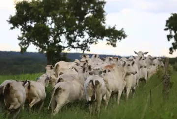 Antibióticos X Anti-inflamatórios em bovinos