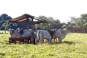 Nutrição estratégica com Ácidos Graxos Essenciais